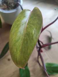 Rośliny doniczkowe - Philodendron - Syngonium - Ficus - Zroślicha