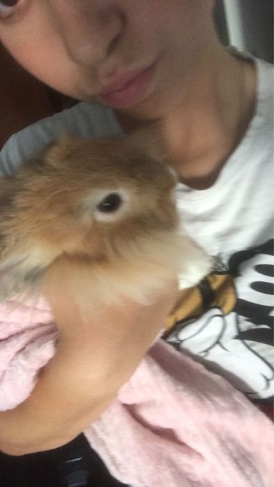 Avelã, Coelha Femêa