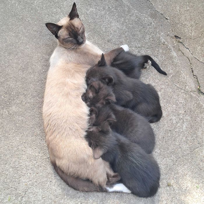 Gatinhos para Adopcão