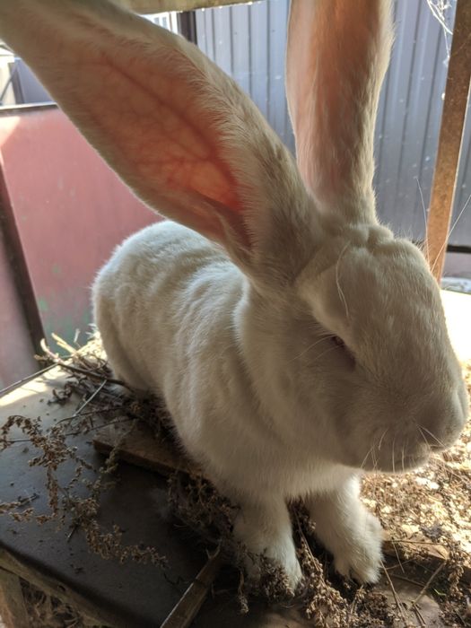 Кролики Бельгійський фландр