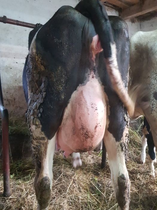 Jałówki Wycielone Hodowlane Użytkowe HF Wysokomleczne