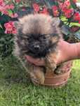 Chihuahua długiwłosy szczeniak