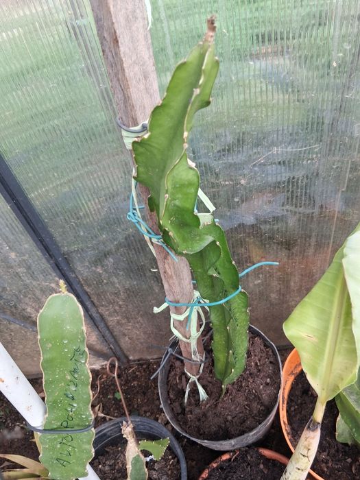 Planta autofértil  pitaya