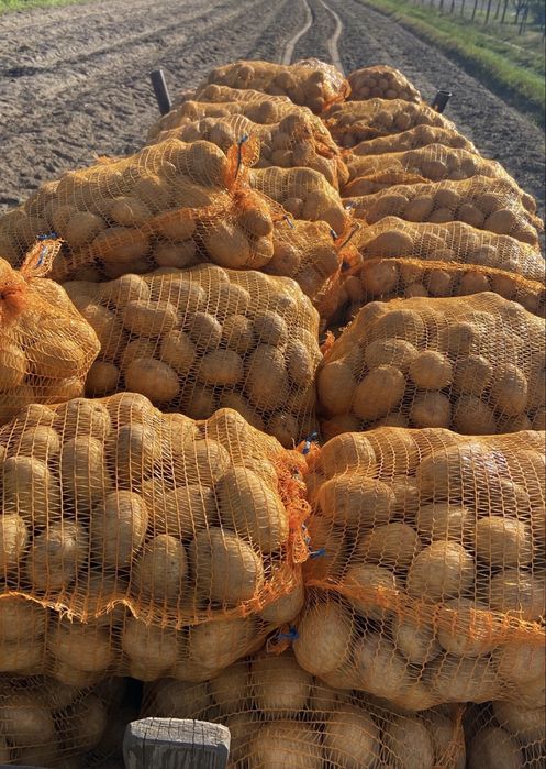 Ziemniaki Soraya, Bellarosa