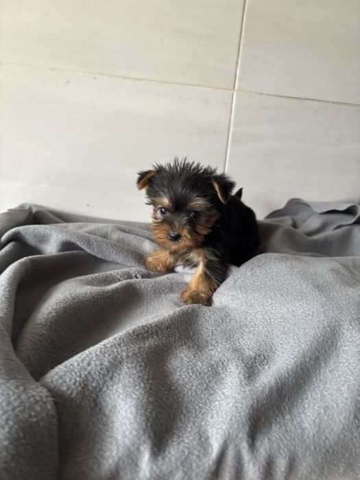 Yorkshire terrier femea