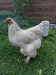 Brahma lawendowa Isabell