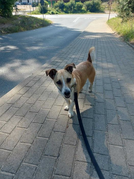 BORYS - Schronisko dla Zwierząt w Ostródzie