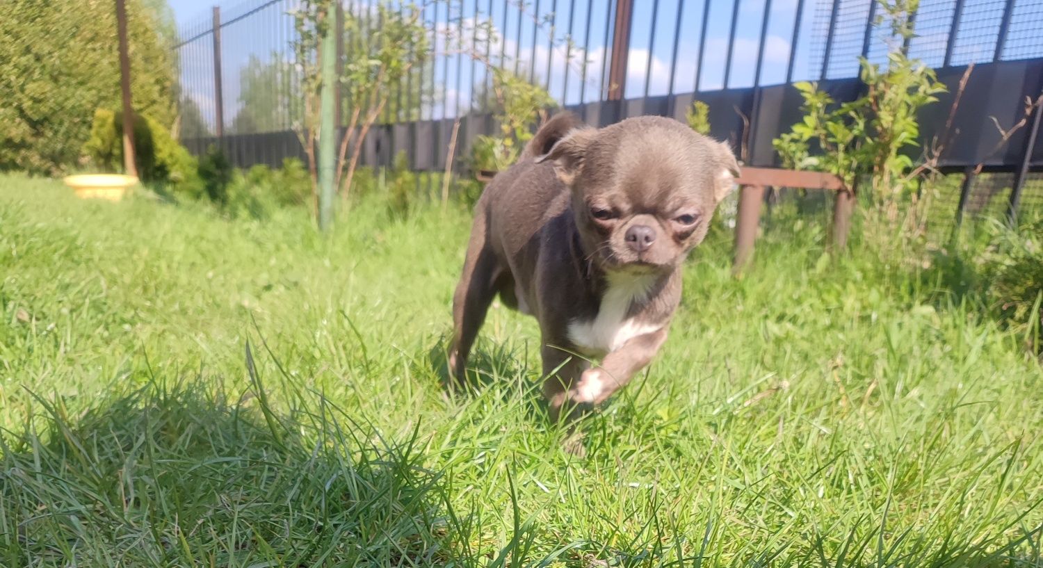 Chihuahua piesek do odbioru liliowy