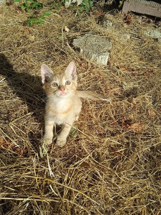 Рудий котик шукає порятунок… кошеня в добрі руки .