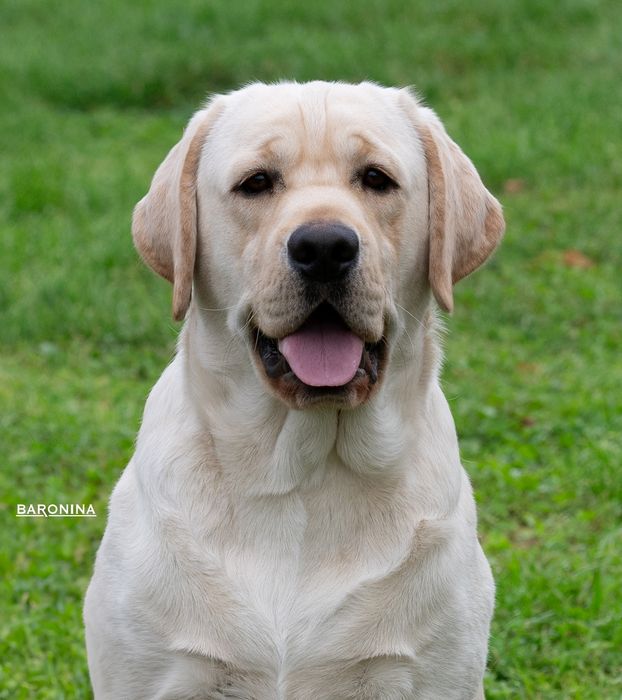 Открыт для вязок молодой кобель лабрадор!