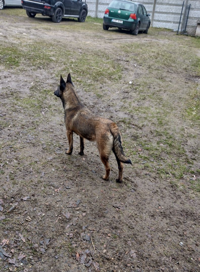 Owczarek belgijski malinois
