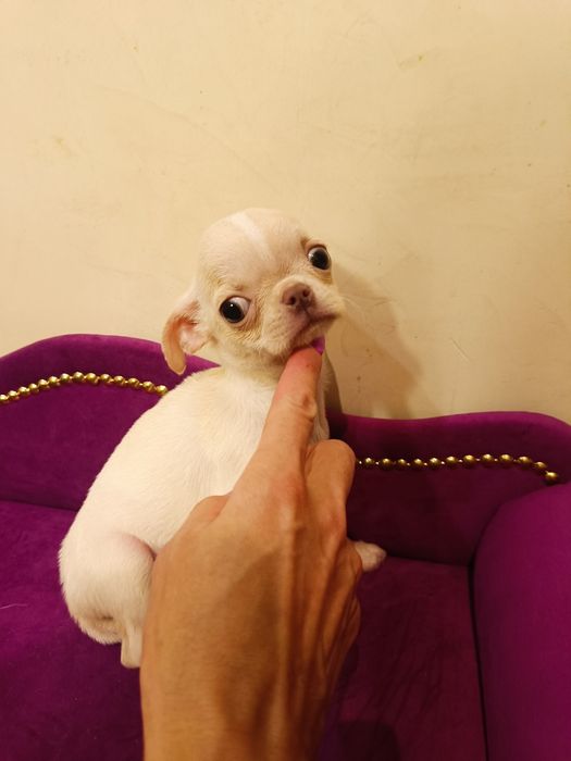 Chihuahua piękny chłopczyk gotowy do odbioru