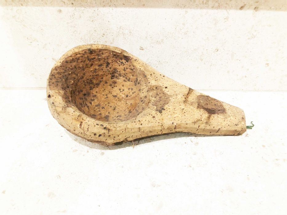 Concho genuíno em cortiça