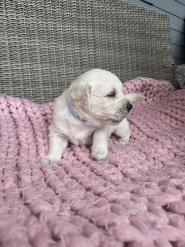 GOLDEN Retriever Piesek ZKWP FCI Po Championie