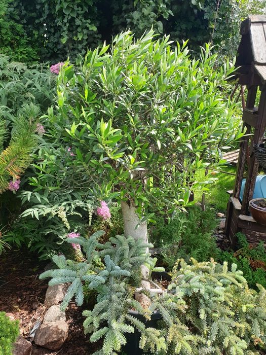 Oliwka europejska duży okaz