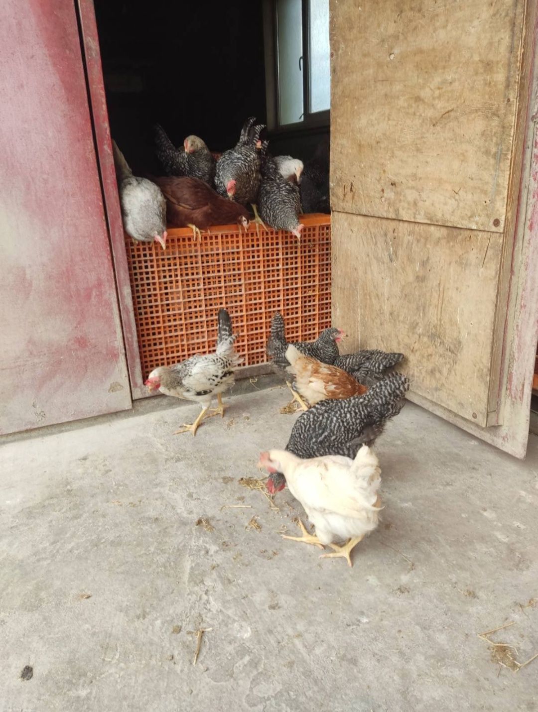 Кури, продам курей, куры несушки, продам кур