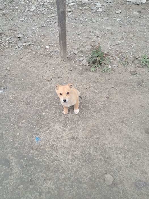 Цуценятко шукає домівку