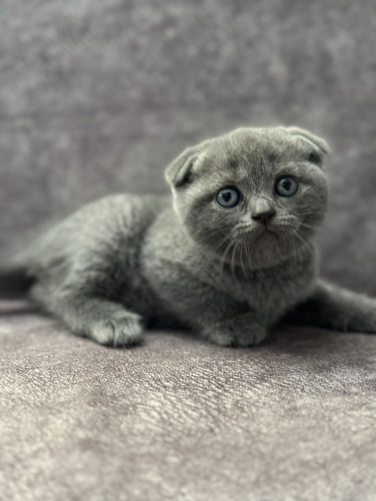 Шотландские котята голубые Шотландская вислоухая девочка котенок