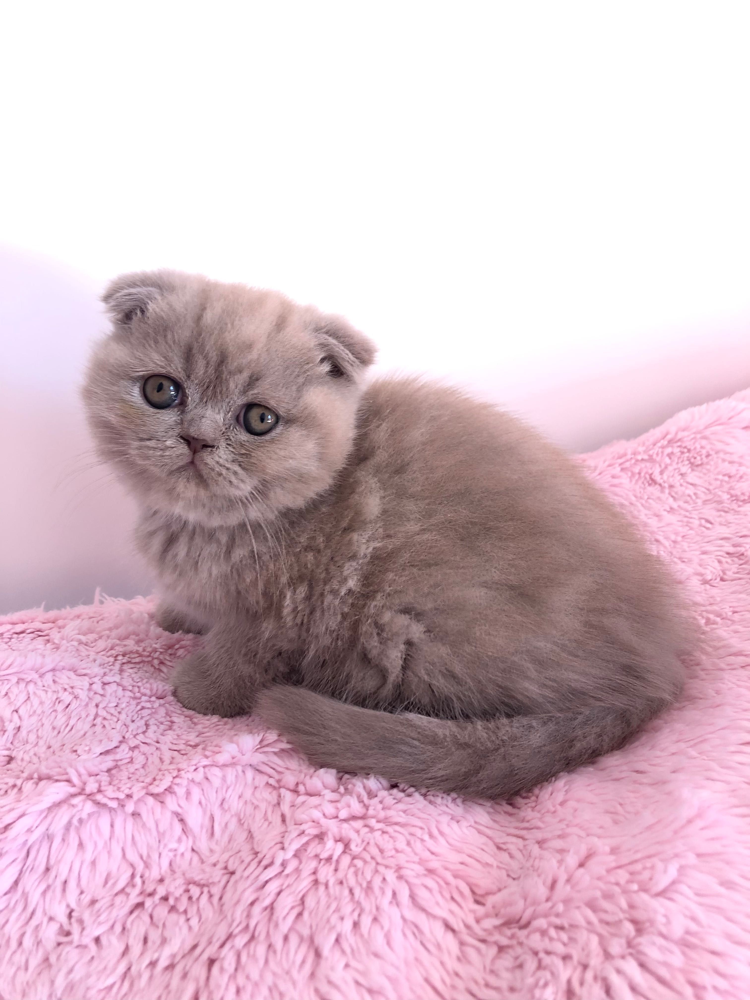 Fêmea Scottish Fold Lilac