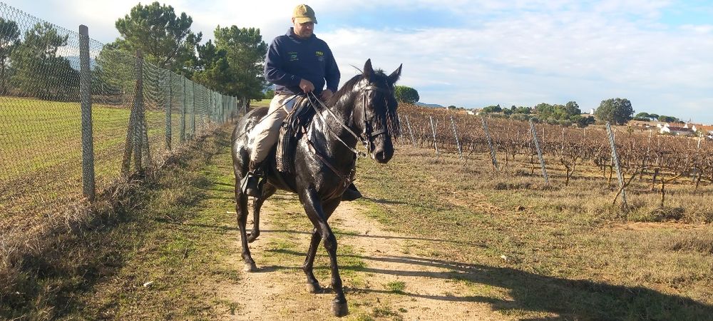 Cavalo castrado montado muito mansinho