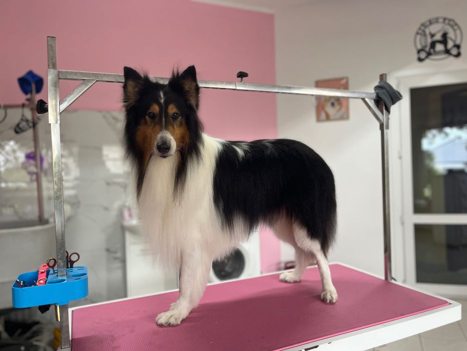Kurs psiego fryzjera/groomer
