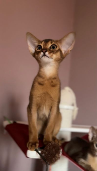 Абиссинский котенок дикого окраса