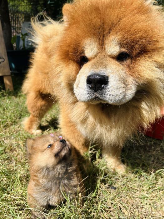 Excelente chow chow