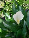 Kalla Kalia ZANTEDESCHIA Biała 10 szt