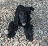 Cocker spaniel – czarny samiec – 2500 zł – do odbioru