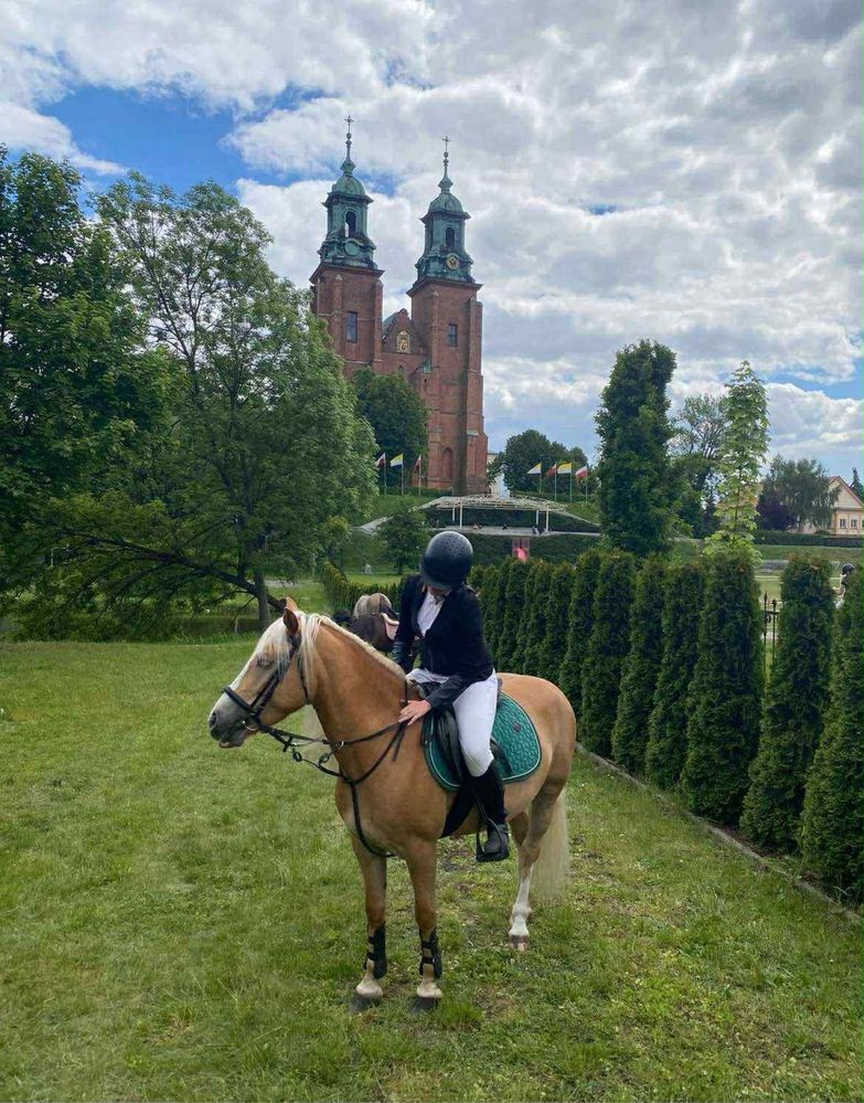 Kuc grupy D 6 letnia haflingerka