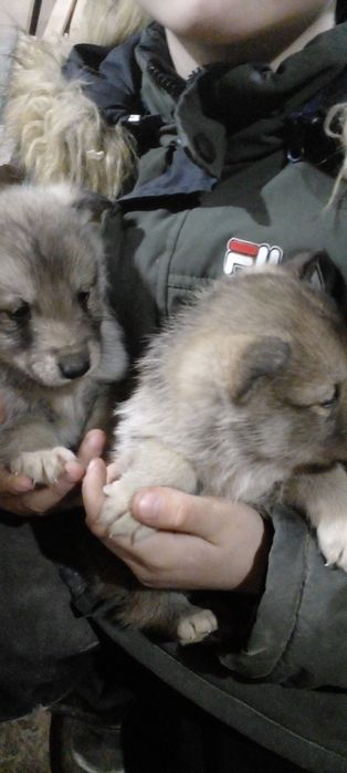 Западно сибірські лайки чекають на свого господаря