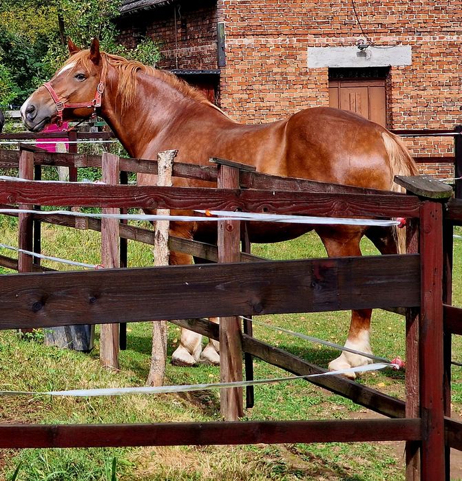 wałach zimnokrwisty