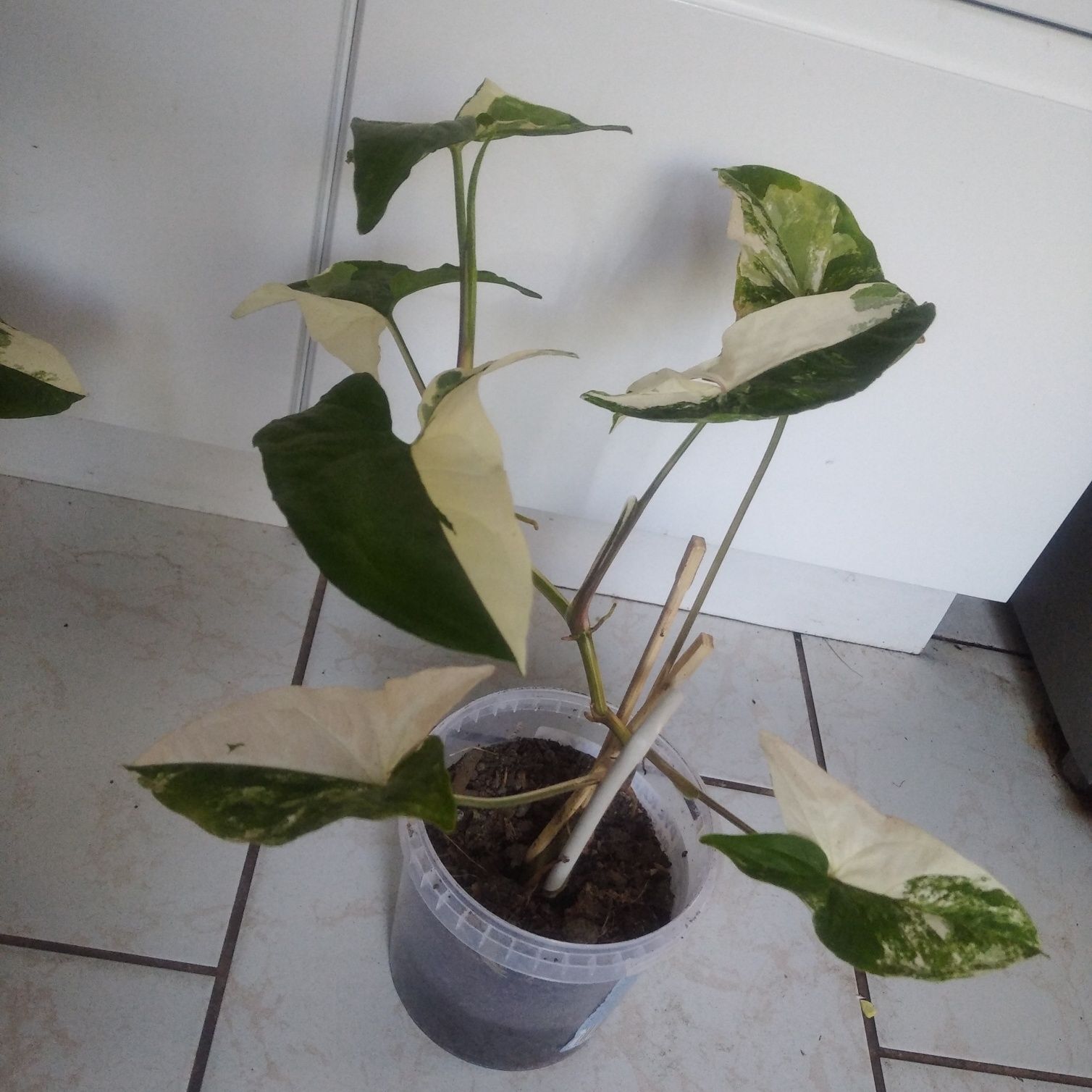 Syngonium Emerald gem veriegata