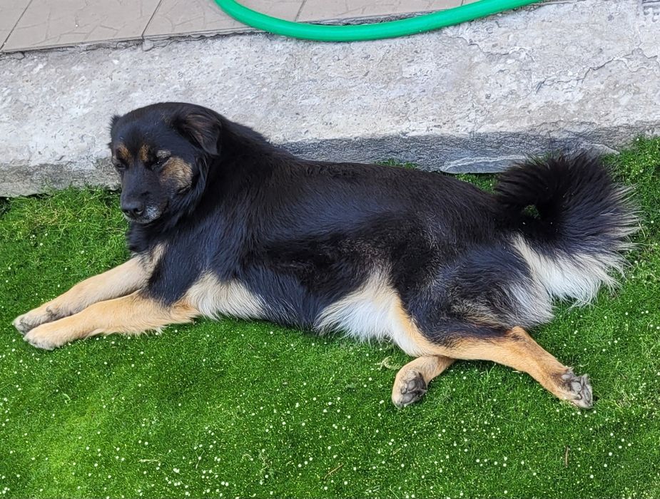 ПРОПАЛА загубилася собака розшук