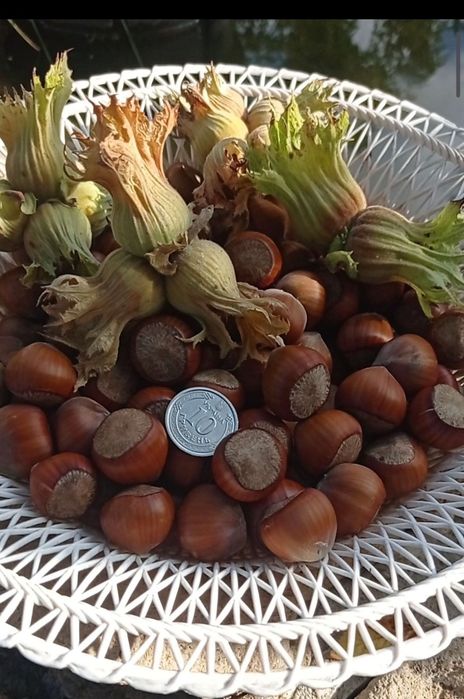 Саженцы фундук Трапезунд