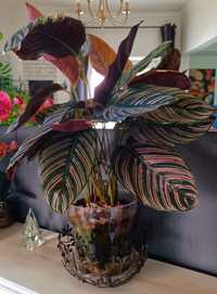 Planta Calathea Jungle Velvet