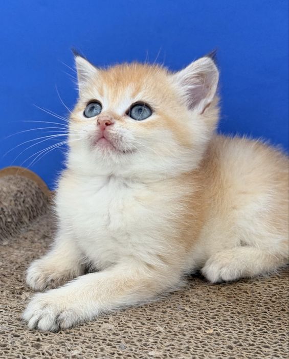 Macho britanico de pelo curto