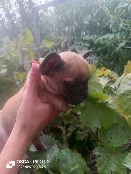 Продаю маленьких щенков французкого бульдога