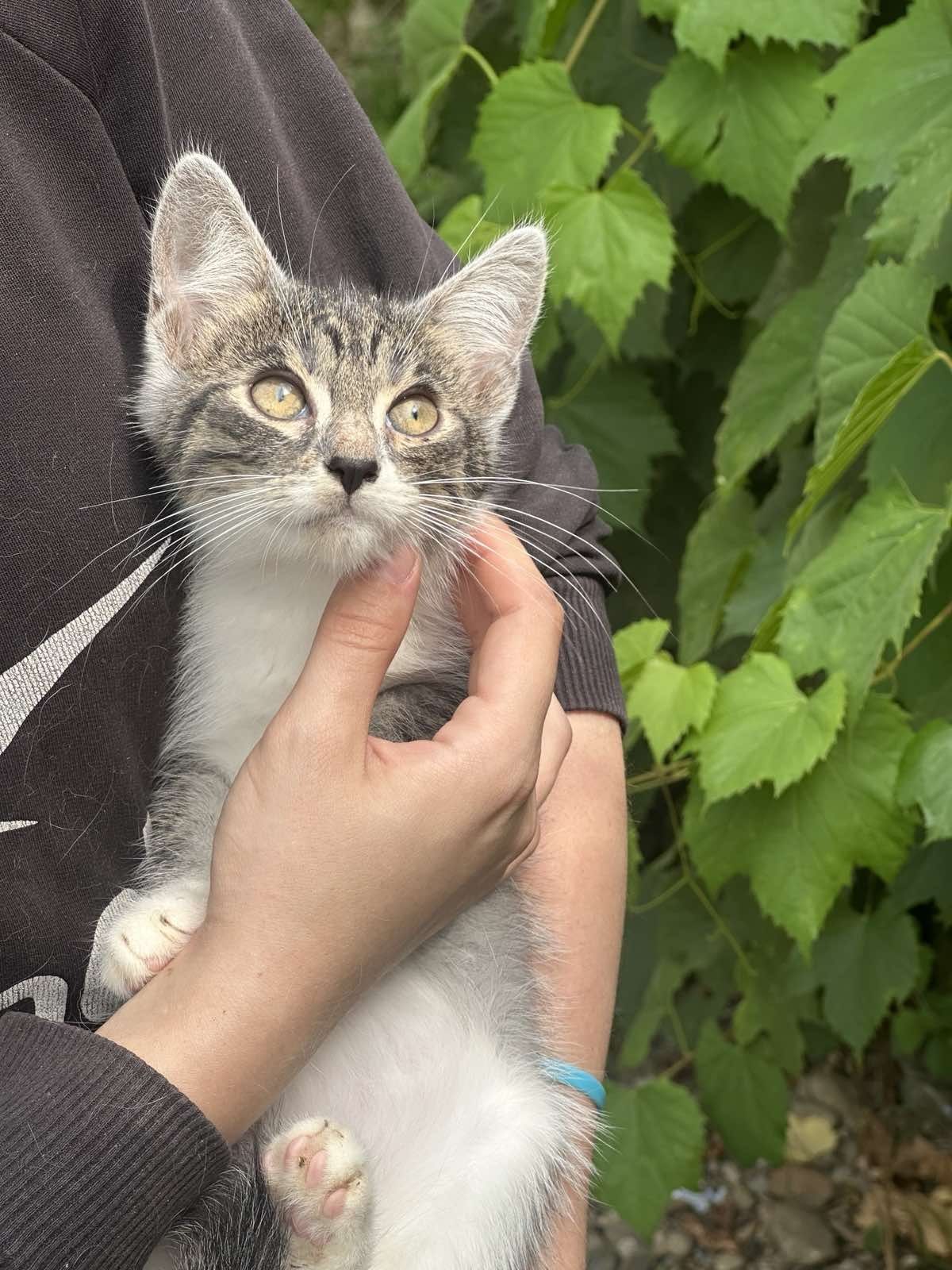 Кошеня дівчинка шукає дім