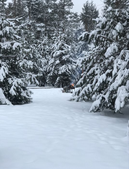 Продам дерев'яний будинок у сосновому лісі