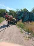 Продам кобилу 12 років