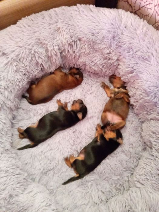 Йорк для в'язки злучка вязка йоркшинський терʼєр