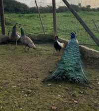 Ovos de pavão azul