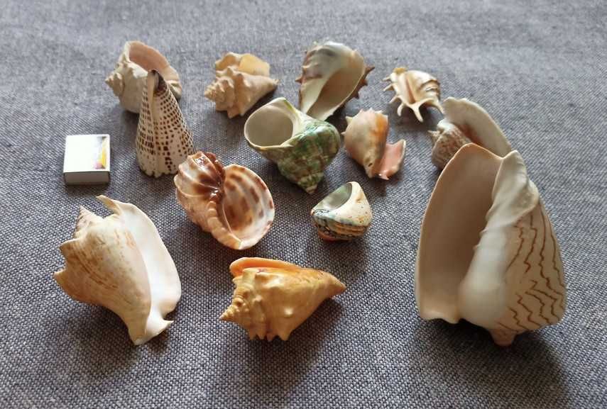 Ракушки 12 штук.