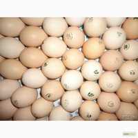 інкубаційне яйце куряче, перепілки, качок, індиків, гусей