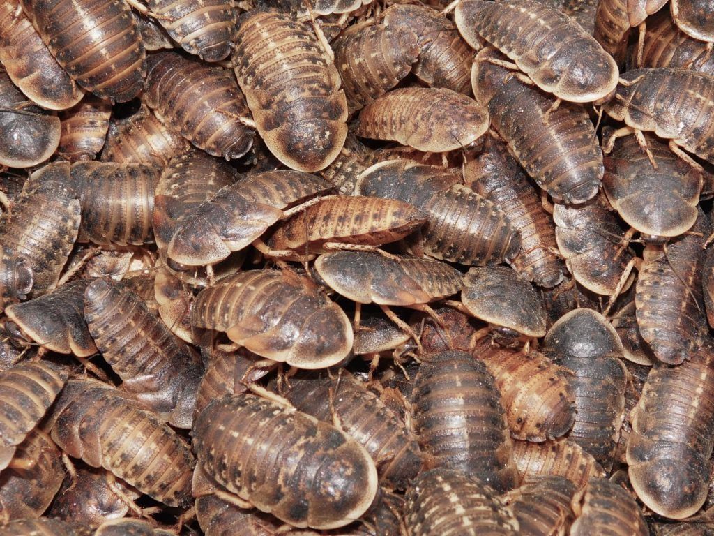 Karaczan argentyński dubia
