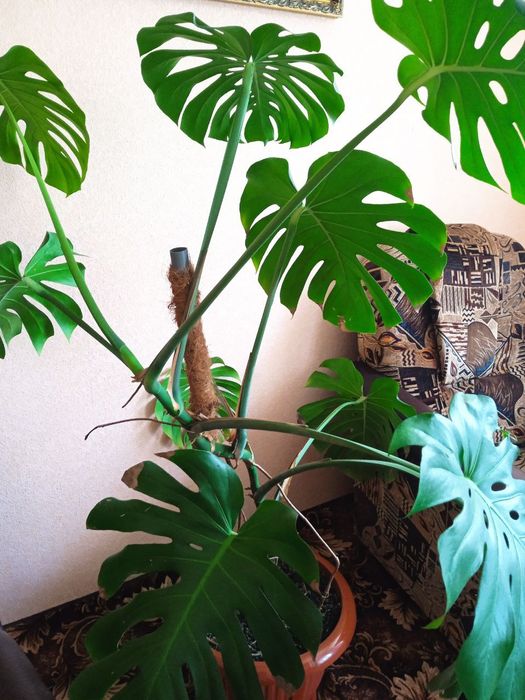 Продам кімнатну Монстеру