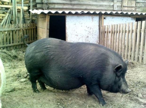 Срочно Продам свиней 40грн (1 кг)