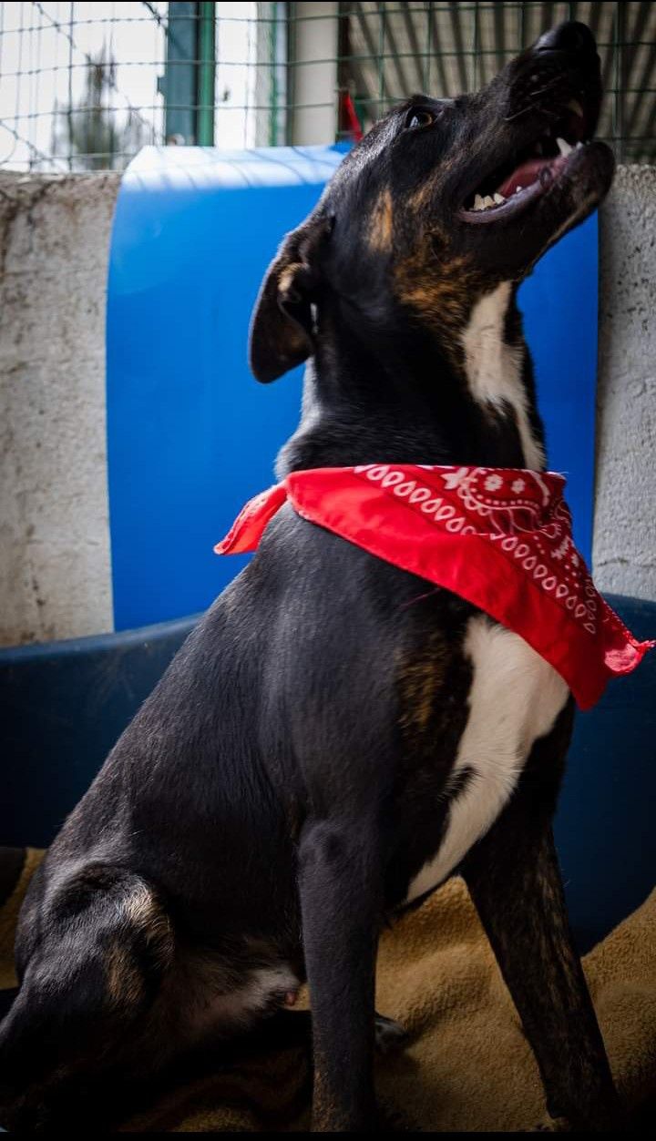 Zeca- cachorro de porte médio para adoção