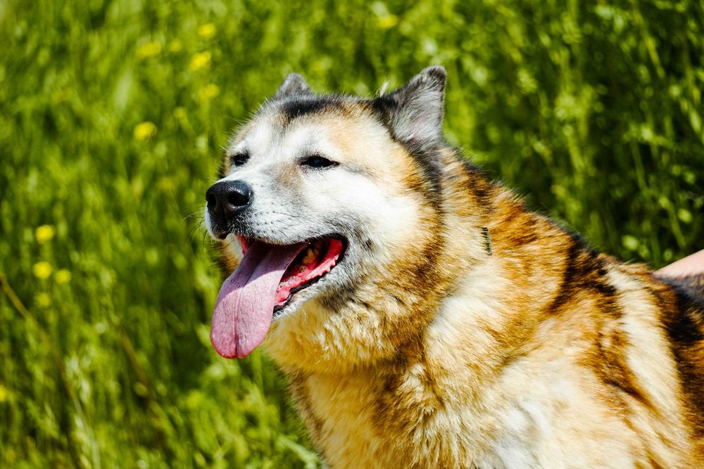 Samba - śliczna, starsza sunia w typie akita